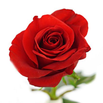 Half Dozen Red Roses Arranged Valentine's Day