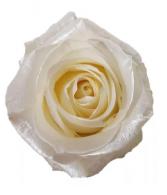 Half Dozen White Roses Arranged  Valentine's Day