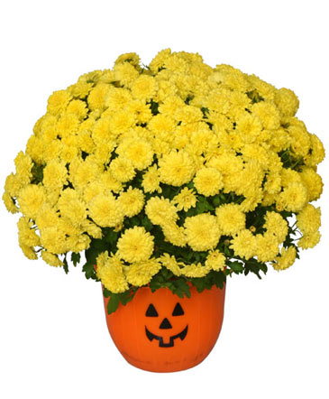 Halloween Mum 8