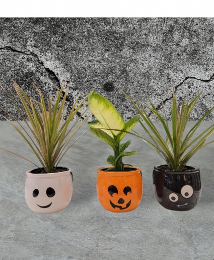 Halloween themed  planters  Tropical plants Halloween themed 