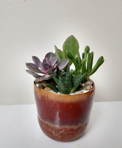 Hand Crafted Succulent Garden 