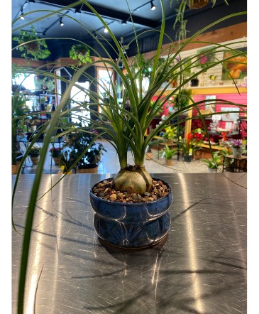 Hand-Made Pottery Pony Tail Palm Non-Toxic Plant in South Milwaukee, WI | PARKWAY FLORAL INC.