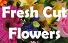 Hand tied Cut flowers  Cut flowers no vase 