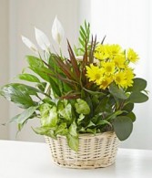 Handle Basket Dish Garden With Fresh Cut Flowers