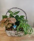Handled basket dish garden   gold canyon mesa 