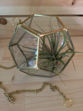 Hanging Airplant Terrarium
