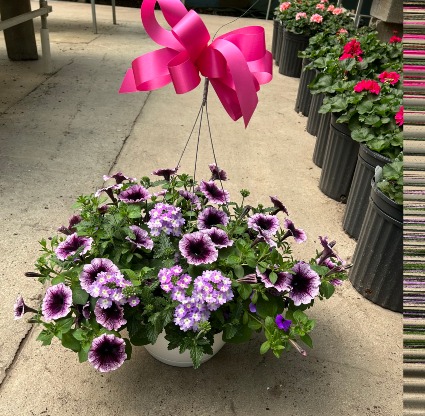 2 Hanging annual 10