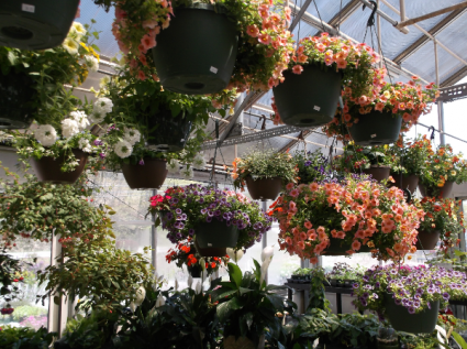 HANGING ANNUAL BASKETS