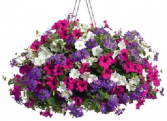 Hanging Basket Combo Assorted Sun or Shade Baskets 