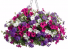 Hanging Basket Combo #1 Assorted Sun or Shade Baskets 