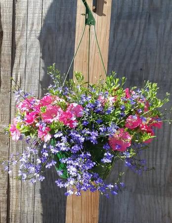Hanging Basket 1 Outdoor