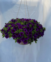 Hanging Basket 10"  Various