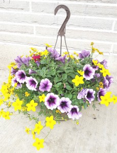 Hanging Basket 10" mixed flowering basket