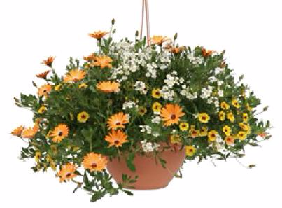 Hanging Basket #4 Request Sun or Shade Pots