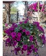 Hanging Basket 