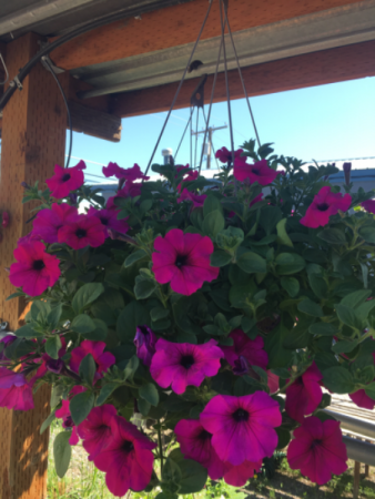Hanging basket