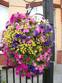 Hanging Basket
