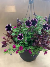 Sunny Days 12" Hanging Basket Annual Summer Plants