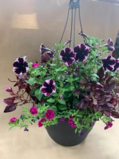 Sunny Days 12" Hanging Basket Annual Summer Plants