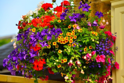 Hanging Basket