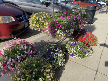 Hanging Basket  in Jefferson, IA | Fudge's Flowers and Gifts
