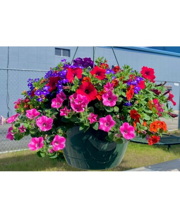 Hanging Basket  in Laurel, MT | PLANTASIA FLOWERS, PLANTS & GIFTS