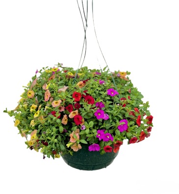 Hanging Basket  in Laurel, MT | PLANTASIA FLOWERS, PLANTS & GIFTS