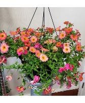 Morning Sunrise 12" Hanging Basket Annual Summer Plants