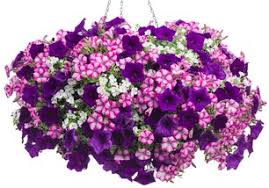13” Combination Hanging Basket for Sun in Portland, MI | COUNTRY CUPBOARD FLORAL 13” Combination Hanging Basket for Sun in Portland, MI | COUNTRY CUPBOARD FLORAL