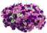 13” Combination Hanging Basket for Sun 