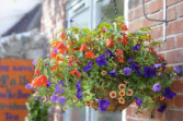 Hanging Basket Annuals