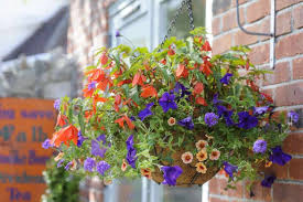 Hanging Basket Annuals in Union, MO | Sisterchicks Flowers and More LLC 