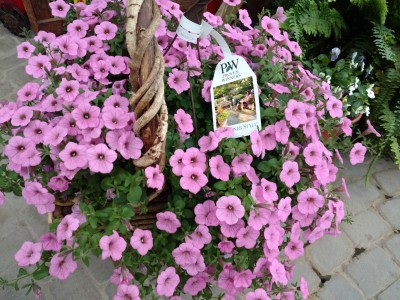 Hanging Basket