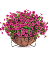 Hanging Basket Basket