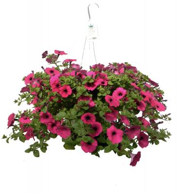 Planter Blooming 10