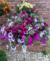 Hanging Basket Blooming Plant