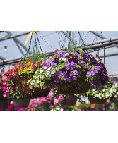 Hanging Basket Blooming Plants 