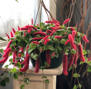 Hanging Basket- Chenille Greenhouse in Bentonville, AR - MATKINS FLOWERS &  GREENHOUSE