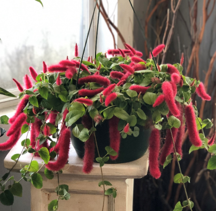 Hanging Basket- Chenille Greenhouse