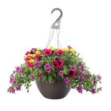 Hanging Basket Colors and Combos vary