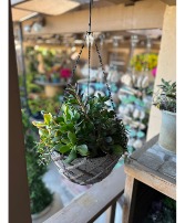 hanging basket full of succulent goodness succulent 