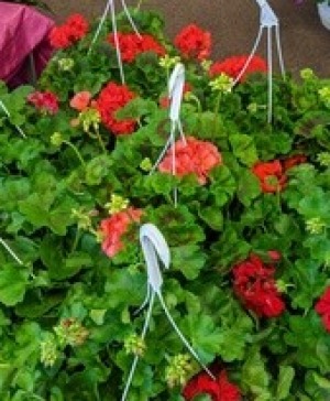 Hanging Basket of Geranium Plants NFS-P16