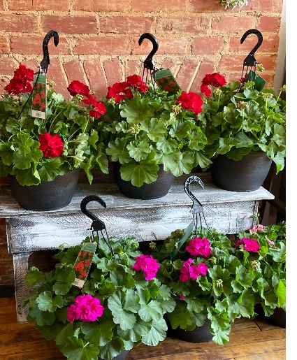 Hanging basket geranium pots Plants