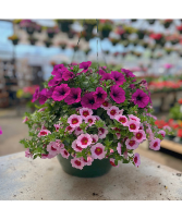 Hanging Basket - Glamorous 