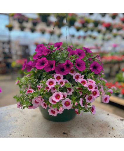 Hanging Basket - Glamorous