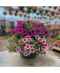 Hanging Basket - Glamorous 