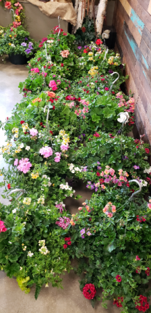 Hanging Basket Hanging Basket