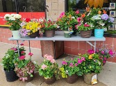 Hanging Basket LIMITED QUANTITIES! ORDER YOURS TODAY!