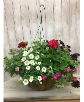 Variety Flowering Hanging Basket Live Plant