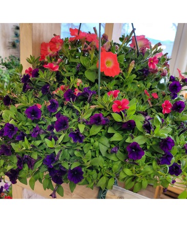 Hanging Basket Mixed in Whitehall, MT | Freedom Floral
